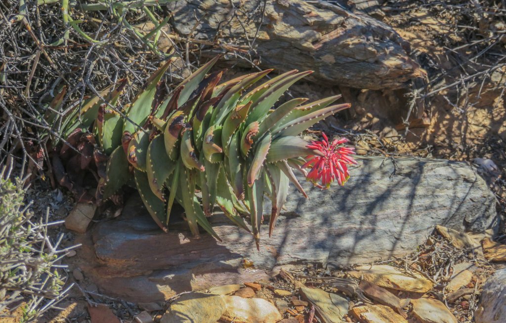 Venstervalle aloe meyeri